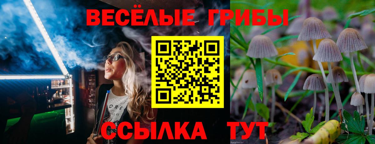 Димитровград  Галлюциногенные грибы прущие грибы  Вход с VPN 